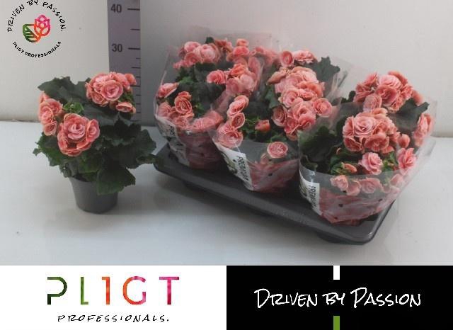 <h4>BEG DU BORIAS</h4>