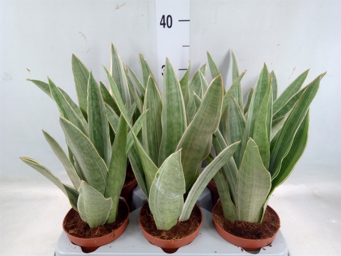 <h4>Sansevieria trifa.   ...</h4>