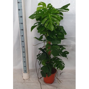 MONSTERA PERTUSUM