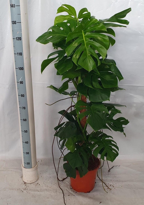 <h4>MONSTERA PERTUSUM</h4>