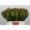 Leucadendron Laurel Yellow