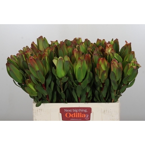 Leucadendron Laurel Yellow