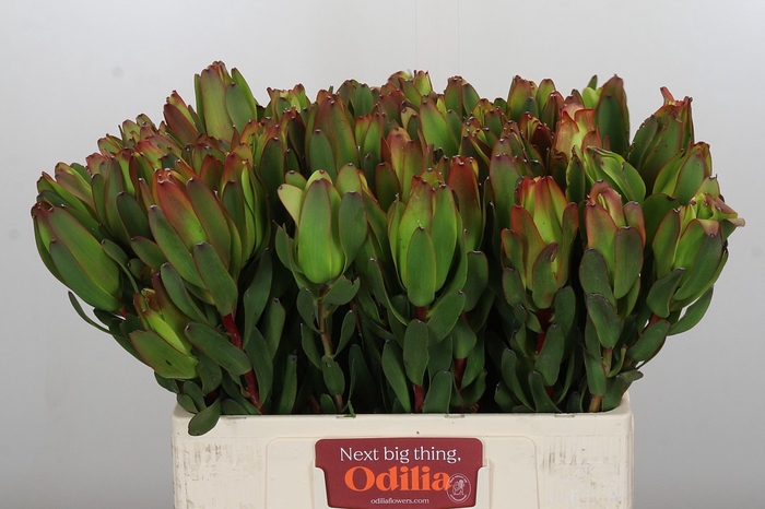 <h4>Leucadendron Laurel Yellow</h4>