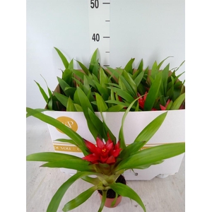 Guzmania 'Blitz'