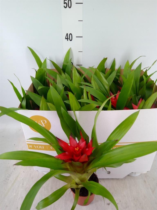 <h4>Guzmania  'Blitz'</h4>