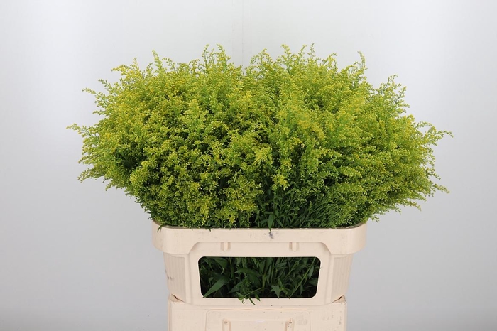 <h4>Solidago Tara</h4>