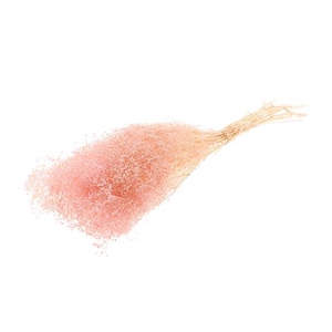 Bunch Gypsophila Pres. 100g L40/50