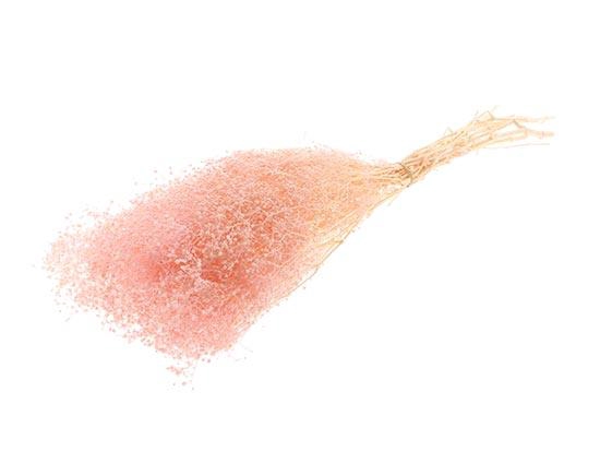 Bunch Gypsophila Pres. 100g L40/50