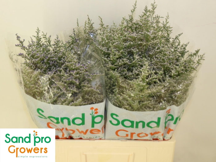 <h4>LIM MISTY BLUE</h4>