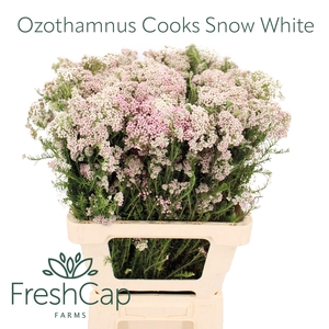 OZOTH COOKS SNOW WHI