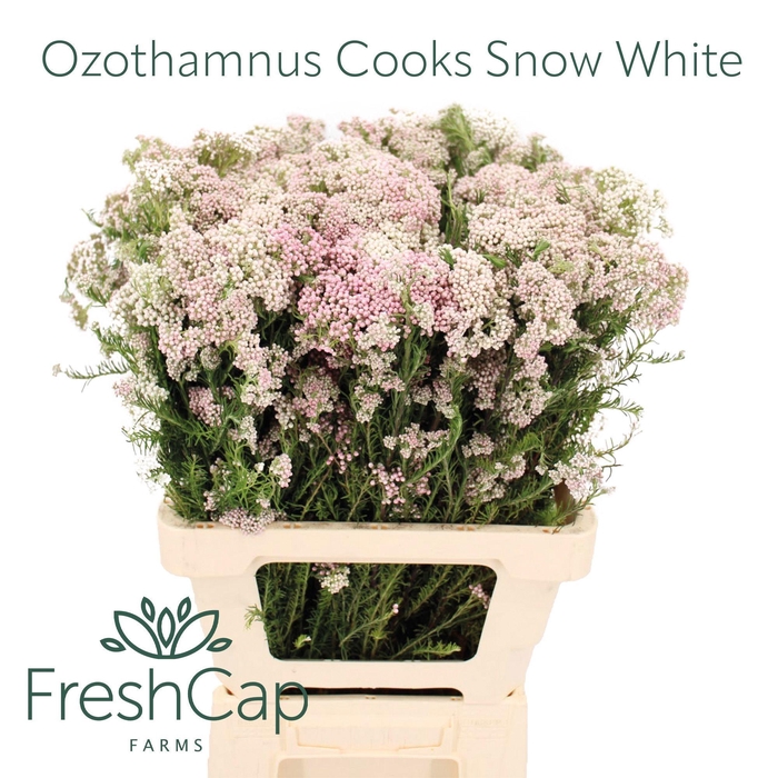 <h4>OZOTH COOKS SNOW WHI</h4>
