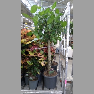 Ficus benghalensis 'Audrey'