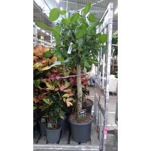 Ficus benghalensis 'Audrey'