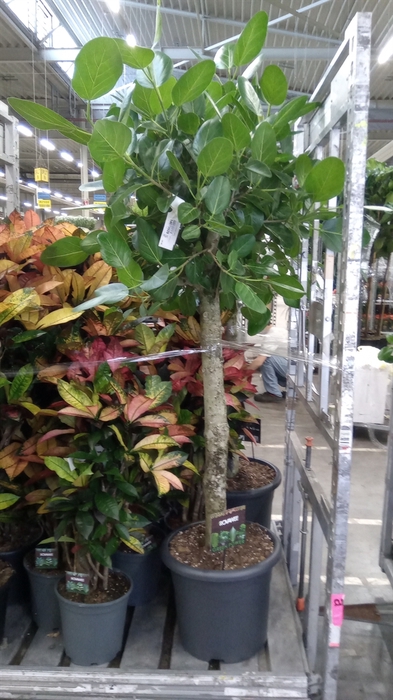 <h4>Ficus benghalensis 'Audrey'</h4>