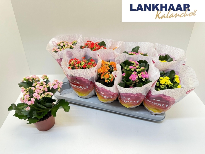 <h4>KAL GE PERFECTA GEM</h4>