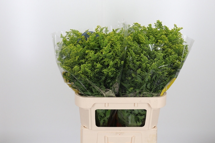 <h4>Solidago Carzan Glor</h4>