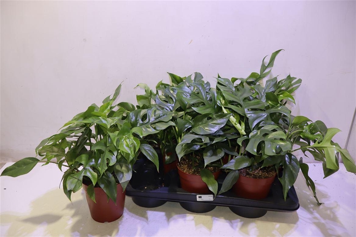 <h4>arr8 Monstera Ov</h4>