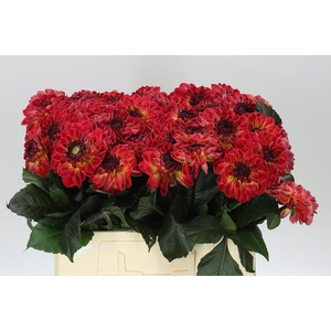 Dahlia Dancing Don