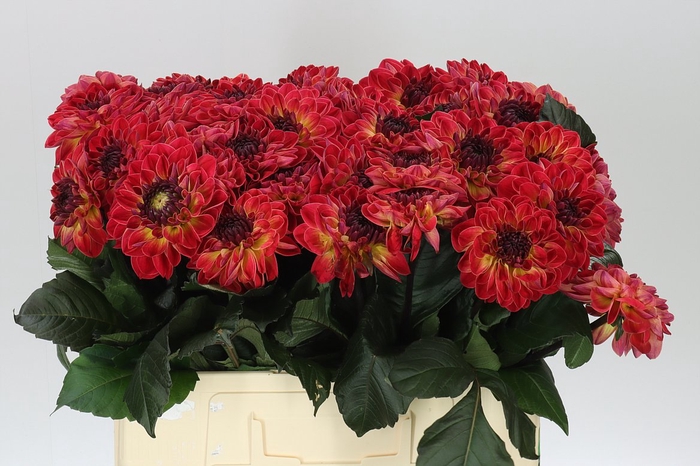 <h4>Dahlia Dancing Don</h4>