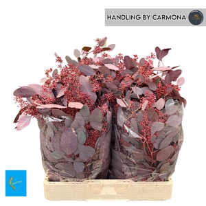 EUC PO FRU KLB BS H%