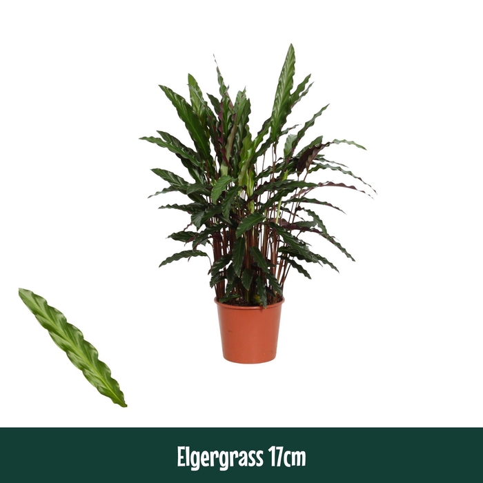 <h4>Calathea rufibarba Elgergrass</h4>