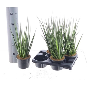 SANSEV CYLINDRICA P15