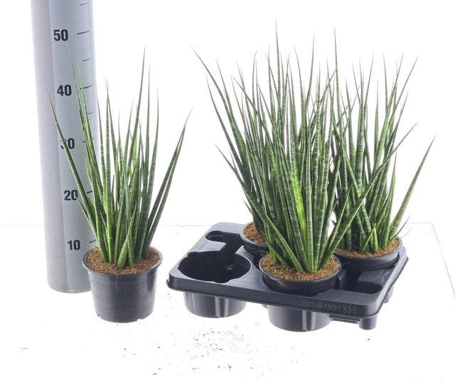 <h4>SANSEV CYLINDRICA P15</h4>