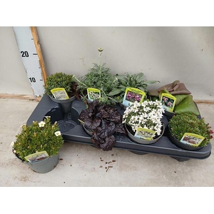 VASTE PLANT GEM 6 SO