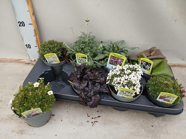 <h4>VASTE PLANT GEM 6 SO</h4>