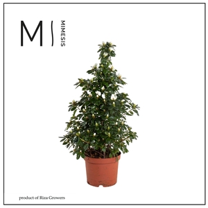 Azalea 17 cm Wit Piramide