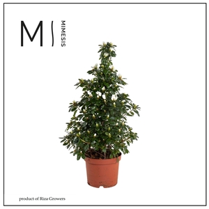 Azalea 17 cm Wit Piramide