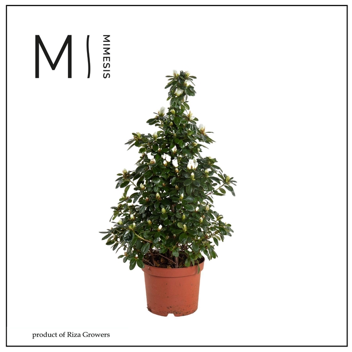 <h4>Azalea 17 cm Wit Piramide</h4>