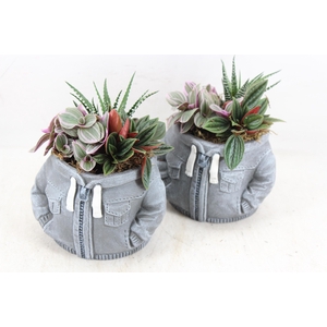 arr3 SN - Ker. hoodie grey