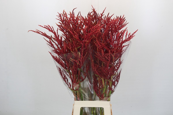 <h4>Bromelia Red Paloma</h4>