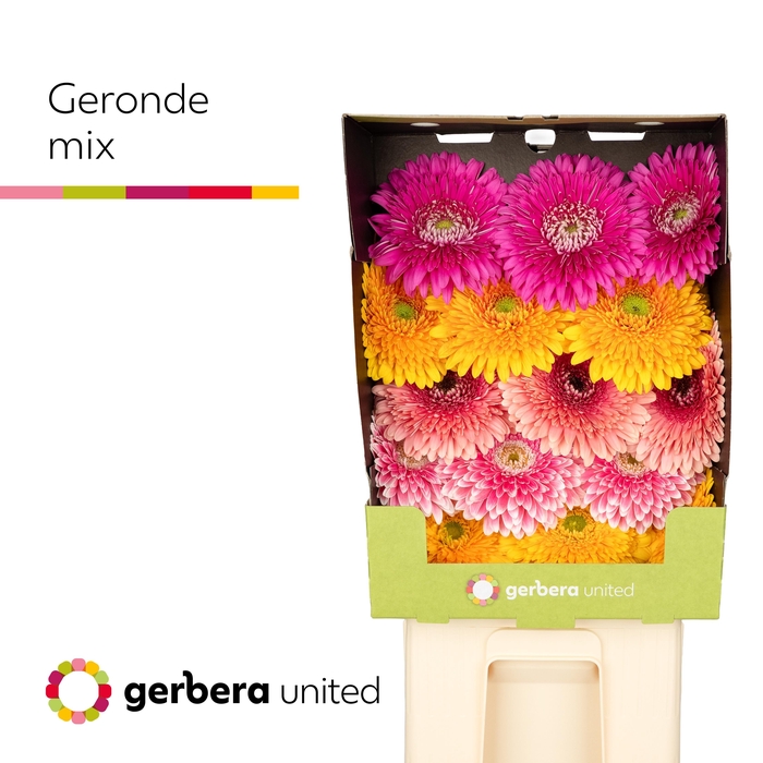 <h4>Gerbera Pomponi Mix Pomponi Diamond</h4>