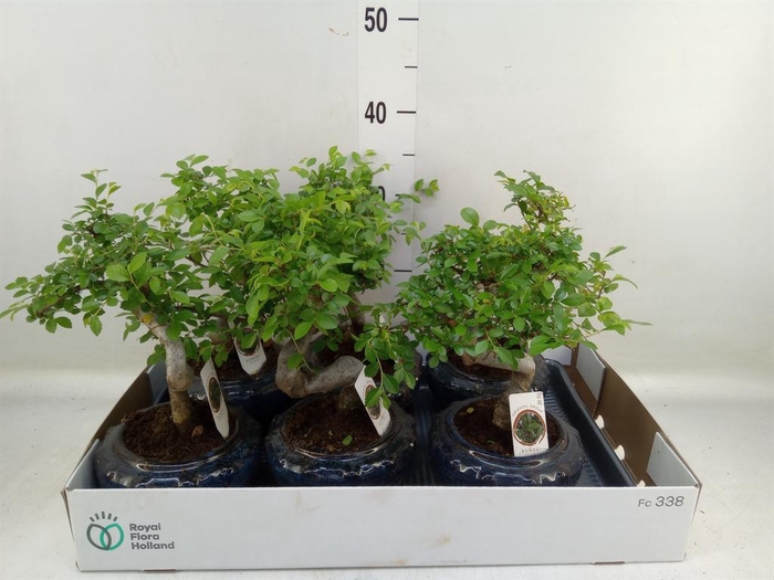 <h4>Bonsai ...mix</h4>