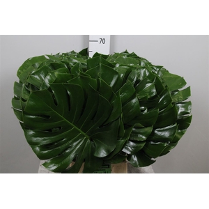 Monstera Blad 35cm