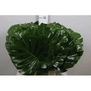 Monstera Blad 30cm