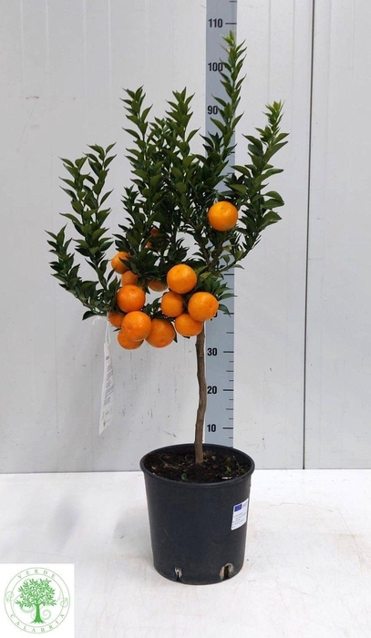 <h4>CITR AU CHINOTTO</h4>