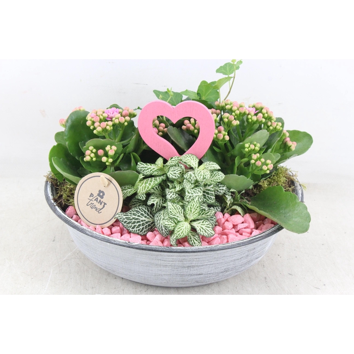 <h4>Arr2 Pl - Zink Antiek Schaal - Roze</h4>