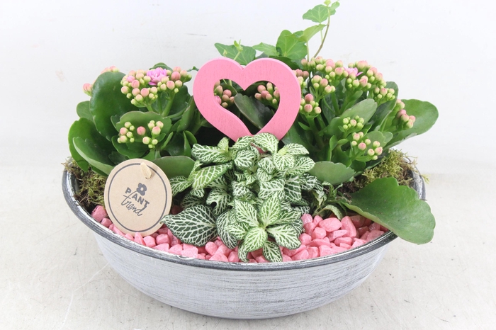 <h4>arr2 PL - Zink antiek schaal - roze</h4>