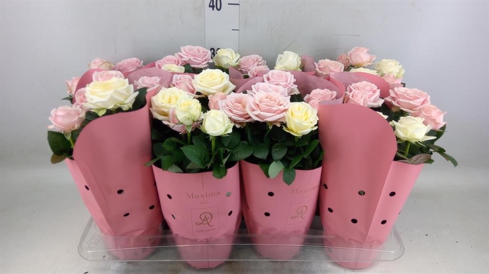 <h4>Rosa  'Infinity'   ...mix</h4>