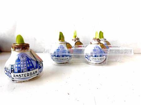 <h4>Bloembol Hippeastrum</h4>