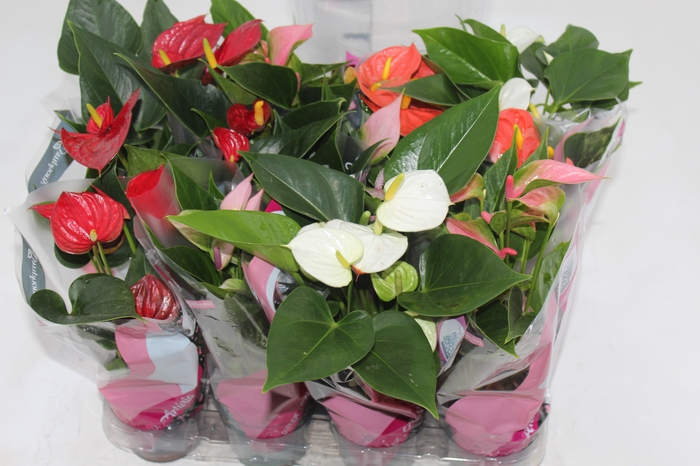 <h4>ANTHURIUM VARIADO P09</h4>