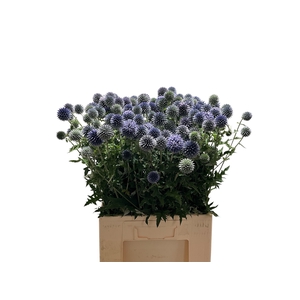 ECHIN BA BLUE GLOBE