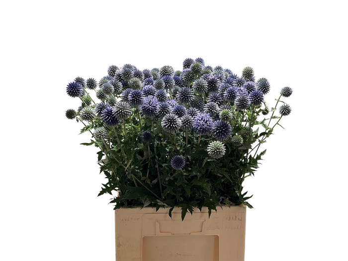 <h4>ECHIN BA BLUE GLOBE</h4>