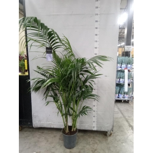 Howea forsteriana