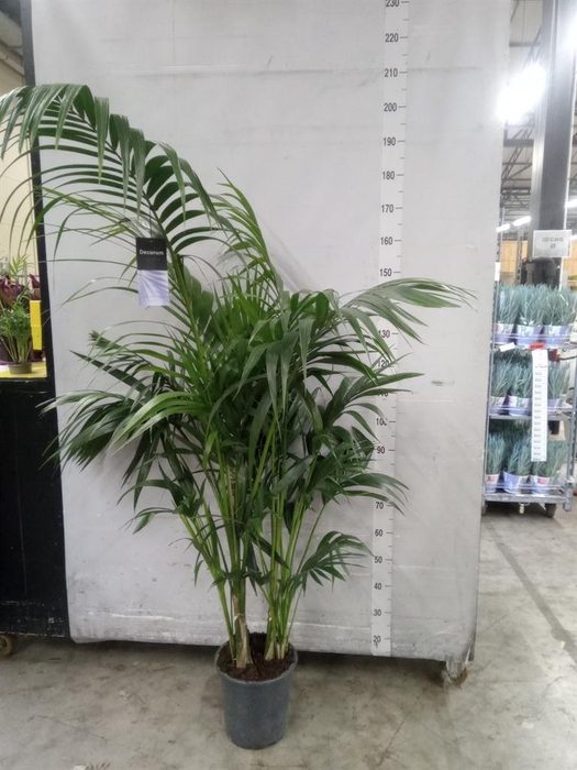 <h4>Howea forsteriana</h4>