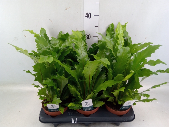 <h4>Asplenium nidus 'Campio'</h4>