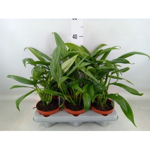 Epipremnum   ...